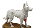 Dog Acupuncture Model