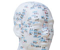 Acupuncture Head Model