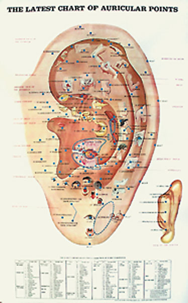 The Latest Chart of Auricular Points