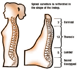 Spinal Curve is represented in the foot